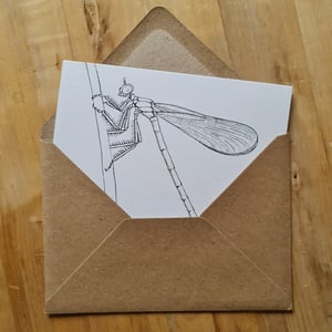 Coloring card - Banded demoiselle