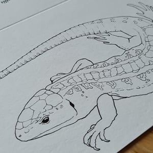Coloring card - Sand lizard