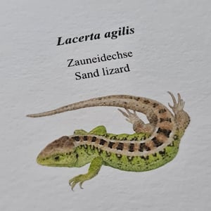 Coloring card - Sand lizard