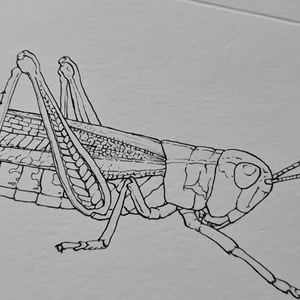 Coloring card - Marsh grasshopper