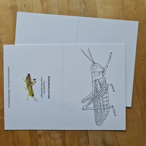 Coloring card - Marsh grasshopper