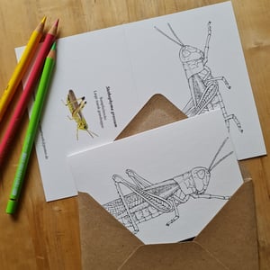 Coloring card - Marsh grasshopper