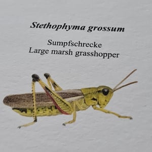 Coloring card - Marsh grasshopper