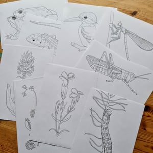 Coloring card - Sand lizard