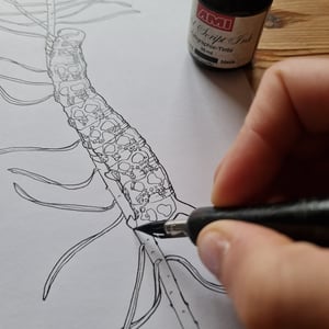 Coloring card - Round-leaved sundew