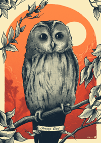 RSPB - Tawny Owl A3 Giclee Print