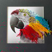 Image 1 of Macaw