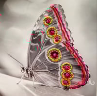 Image 1 of Butterfly 