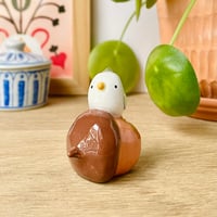 Image 5 of mini canard sur le gland