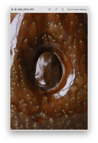 Image 4 of carafe 70 