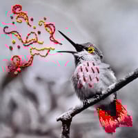 Image 1 of The Hummingbird’s Song