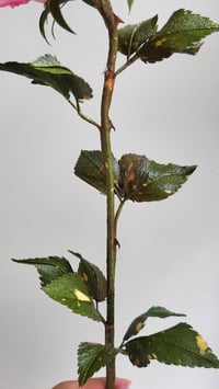 Image 4 of Handcrafted Paper Rose - Tutti Frutti