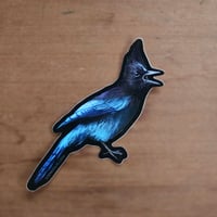 Steller's Jay Vinyl Sticker