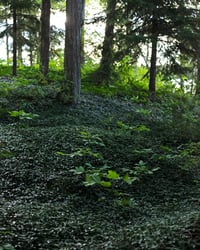 After Rain Glow / 16x20" Limited Print