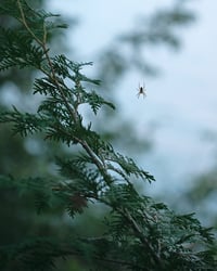 Spider in the Dark / 8x10" Limited Print