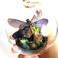 Image 3 of Vestalis Melania Damselfly Mini Woodland Hanging Globe