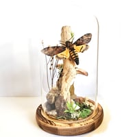 Image 1 of Death's-Head Hawkmoth Woodland Dome