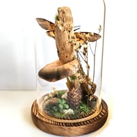 Image 2 of Death's-Head Hawkmoth Woodland Dome