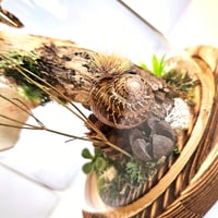 Image 4 of Death's-Head Hawkmoth Woodland Dome