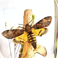Image 3 of Death's-Head Hawkmoth Woodland Dome