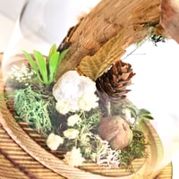 Image 5 of Death's-Head Hawkmoth Woodland Dome