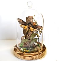 Image 1 of Death's-Head Hawkmoth Woodland Belljar