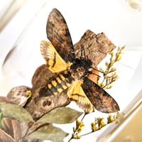 Image 3 of Death's-Head Hawkmoth Woodland Belljar