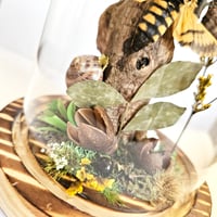 Image 4 of Death's-Head Hawkmoth Woodland Belljar