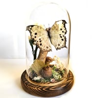 Image 1 of Forest Mother-Of-Pearl Butterfly Woodland Dome