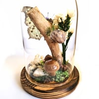 Image 2 of Forest Mother-Of-Pearl Butterfly Woodland Dome