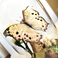 Image 3 of Forest Mother-Of-Pearl Butterfly Woodland Dome