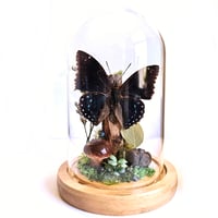 Image 1 of Common Blue Charaxes Butterfly Woodland Dome