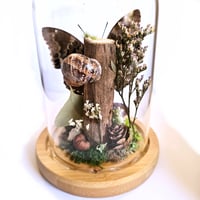 Image 2 of Common Blue Charaxes Butterfly Woodland Dome