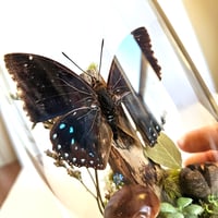 Image 3 of Common Blue Charaxes Butterfly Woodland Dome