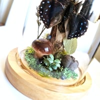 Image 4 of Common Blue Charaxes Butterfly Woodland Dome