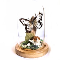 Image 1 of Smaller Wood Nymph Butterfly Woodland Dome