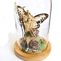 Image 2 of Smaller Wood Nymph Butterfly Woodland Dome