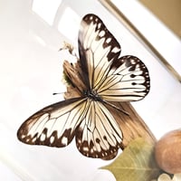 Image 3 of Smaller Wood Nymph Butterfly Woodland Dome