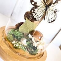 Image 4 of Smaller Wood Nymph Butterfly Woodland Dome