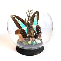 Image 1 of Common Swordtail Butterfly Woodland Cork Globe