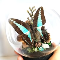 Image 3 of Common Swordtail Butterfly Woodland Cork Globe