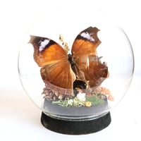 Image 1 of Salamis Anteva Butterfly Woodland Cork Globe