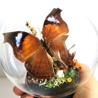 Image 3 of Salamis Anteva Butterfly Woodland Cork Globe