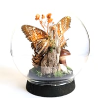 Image 2 of Leopard Lacewing Butterfly Woodland Cork Globe