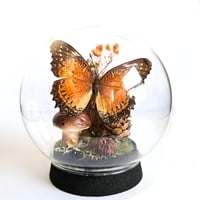 Image 1 of Leopard Lacewing Butterfly Woodland Cork Globe