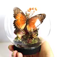 Image 3 of Leopard Lacewing Butterfly Woodland Cork Globe