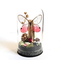 Image 1 of Blushing Phantom Butterfly Mini Woodland Cork Dome