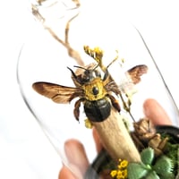 Image 3 of Golden Carpenter Bee Mini Woodland Hanging Dome