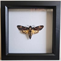 Framed - Death's-Head Hawkmoth