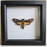 Framed - Death's-Head Hawkmoth II